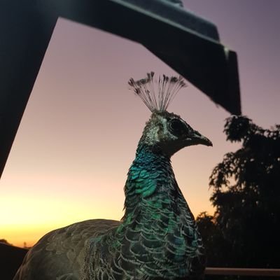 SallyCogan's profile picture. 