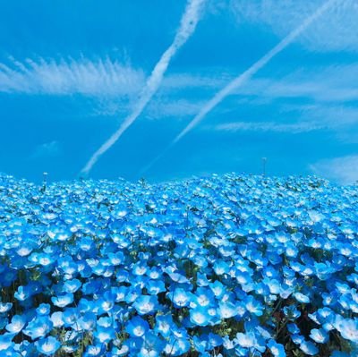 aki_yoshi2252's profile picture. 成人済30↑　腐オタクです。雑多垢/富豪(大春/春大もOK)　呪(五悠/CP固定こだわらない)　　DC(赤安/安コ)   魔道祖師   天官賜福     今は東リベにハマリ中🐲🎍から入り色々…色々読んで最近は🔨🎍履修中→今🌳🍯　　　　　　　　　　　　　　　　　基本無言フォローで失礼します