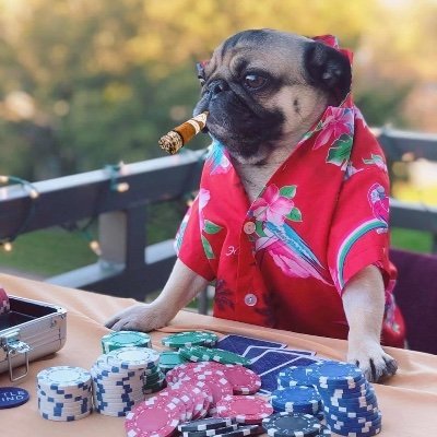 Pagu898989's profile picture. パグ犬と自由人