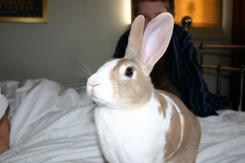 bigbiscuitroger's profile picture. 