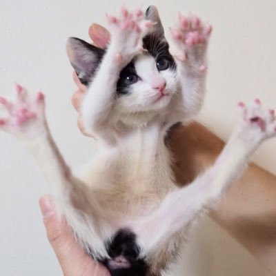 みにゃーにゃ (@2J45LRUuKzdDdAN) / Posts / X