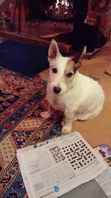 Hamish (13-yrs JRT)  and Florence-cat 7yrs). Jessie-dog and Lily running free OTRB. Jan & Bo still here.