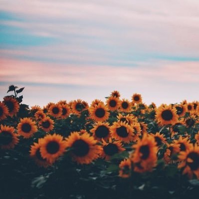 jennyhommysun's profile picture. Non c’è un momento sprecato nella vita se viene speso in sella. (Winston Churchill) •chanel👑• •osvald✨• •chrystal💕• •paco⚡️•spiridione🐎•