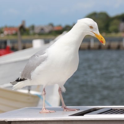 Privat, Staatsdiener, Rettungsassistent, Mag das Meeresrauschen
