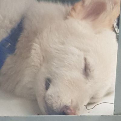 잡식성 멍멍이さんのプロフィール画像
