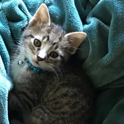 slcMI's profile picture. Love all music from all walks of life, especially Bob Seger, Uncle Kracker, Christian Kane. Fan of all shows on TNT, TruTV! Impractical Jokers new fav