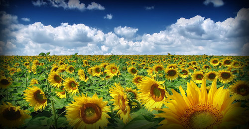 webmasteruni's profile picture. Webmasters news twitter updates tips and downloads.Sociale media internet nieuws updates tips en trucs