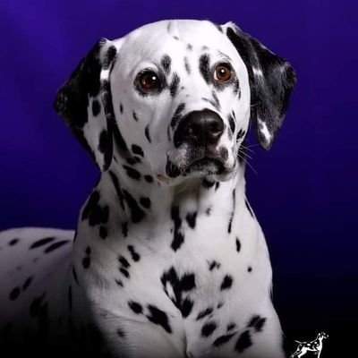 Woof.
Just a dalmatian, standing in front of her owner (@branli), asking him to throw the ball.