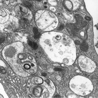 YuTorontoLab (@yutorontolab) 's Twitter Profile