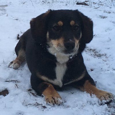 zoran_stefano's profile picture. 