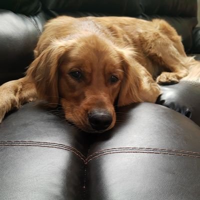 murraysma's profile picture. Grateful recovering alcoholic seeks strong black coffee, a good book, a long run, my pink fishing pole, & a good scrum with Golden boy Sidney Crosby by my side.