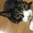 ねこと温泉とぶらり旅/ A trip with a cat and hot springのTwitterプロフィール画像