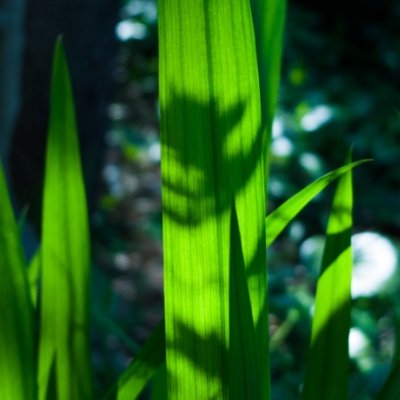 I'm a Nature Photographer based in Tokyo, Japan. I post nature photos about once a day. My important partner is Canon R5.