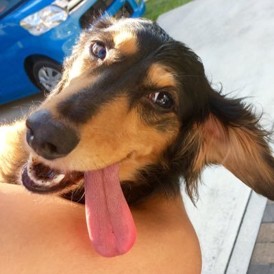 🐕犬が好き U・x・U 犬好きさんは仲良くして下さい🐶愛犬はミニチュアダックス ｌ 愛犬家は仲良くして下さい🦮
