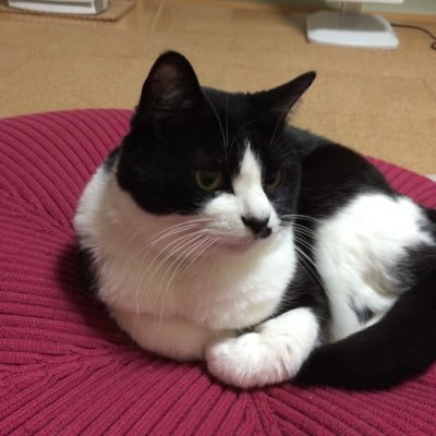 omuchan1omuchan's profile picture. テツテツ牧場です。ダビマスとその他用です。Twitter初心者です。無言フォロー失礼します。