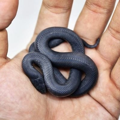 @KhanpeReptiles