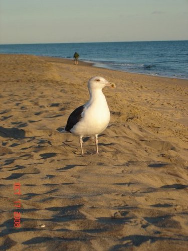 SherryDC's profile picture. 