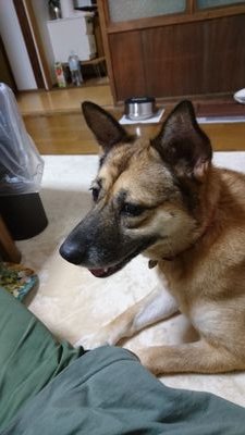 k4m9Q03bhvhcCJd's profile picture. 愛国、憲法改正!