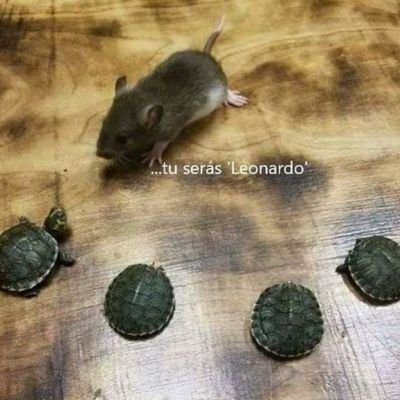 gustavo44915981's profile picture. pão De selfi