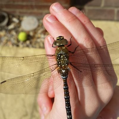 primaryyear5's profile picture. Primary teacher, science lead, love maths