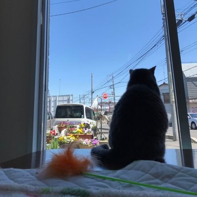 個性豊かな成猫があなたとのご縁を待っています✨ 成猫は避妊去勢・マイクロチップ済&性格も分かり、初めて猫を飼う方こそオススメです! ✨
■料金システム 60分1100円(税込み)延長可 ドリンク付
■営業時間10:00-16:00 金土日 + 祝日営業
※子猫シーズンのためチワワは他店に移籍中ですm(_ _)m
