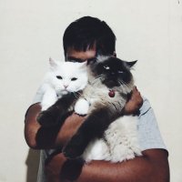 KanoyGia (@giaiueoncom) 's Twitter Profile