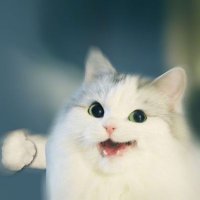 SNOW (@leva5714) 's Twitter Profile