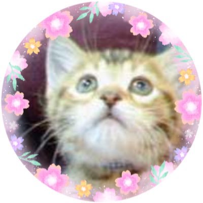 にゃんちみさんのプロフィール画像