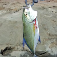 風海釣漕人 (@kazeumikogincyu) Twitter profile photo