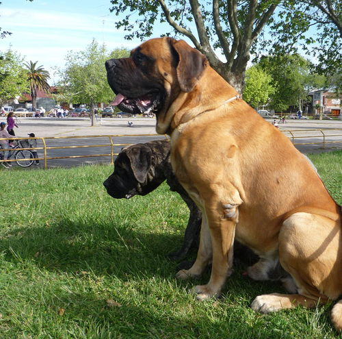Criadero de Mastiffs,en la ciudad de Mar del Plata.Ejemplares apricot,leonados y atigrados.Cachorros y ejemplares con papeles de la FCA.Sangre de Campeones