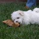 Natalie Logsdon - @JunkPuncher - Twitter