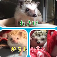 ใใใณใจใใใใจใใกใฟ (@wasabi0616) 's Twitter Profile Photo ใใใณใจใใใใจใใกใฟ (@wasabi0616) 's Twitter Profile Photo