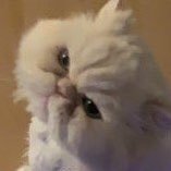 urloneIy's profile picture. 
