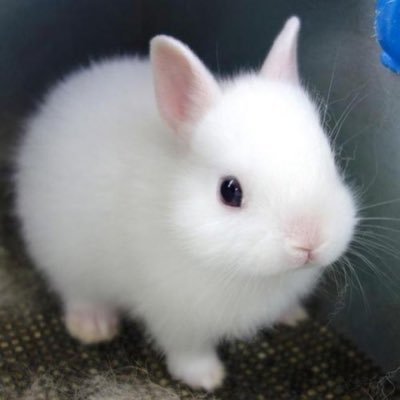 S2_bunny_S2 Profile Picture