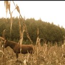 Callie Powell - @CalRenee - Twitter