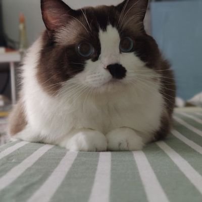 IronManGWT's profile picture. 