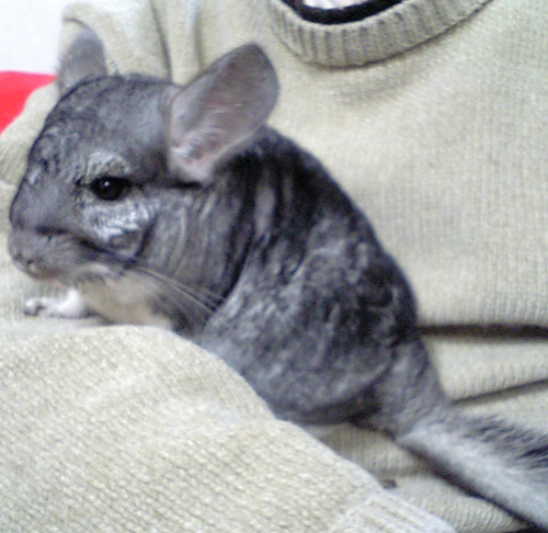 育休中のここあです。