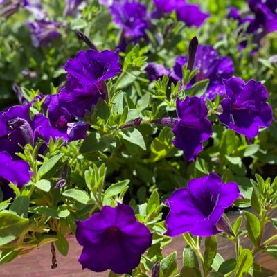 TwoChicks21638's profile picture. 