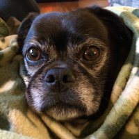 Glennbo (@glennpanico) 's Twitter Profile
