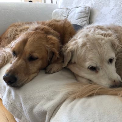 AChryssides's profile picture. 