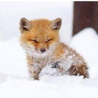폭시즘 (@fox_y_sm) 's Twitter Profile