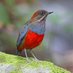 Rob Hutchinson (@asianbirder) Twitter profile photo Rob Hutchinson (@asianbirder) Twitter profile photo