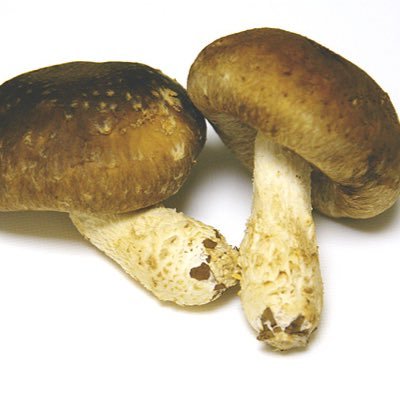 shiitake_human's profile picture. 好きの理由はいつも後付け
