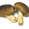shiitake_human's profile picture. 好きの理由はいつも後付け