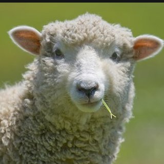 deangutz's profile picture. 🐖🐖🐖