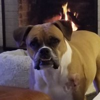 Beevo Rock (@brockchilichomp) 's Twitter Profile