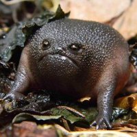 Average forest floor enjoyer (@erlendinn) 's Twitter Profile