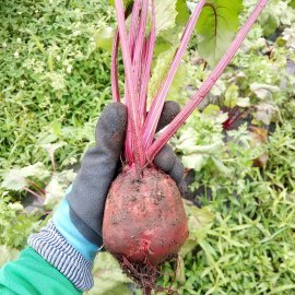 2017年に兵庫県丹波市に移住し、農薬・化学肥料を使わない野菜づくりをしています🍅 趣味はトライアスロン🏃‍♂️ 俳句🖊ステンドグラス✨  #いつき組 #ステンドグラス #トライアスロン #野菜農家　畑のことは農場長 @triathlon_yoshi の方が発信しています。