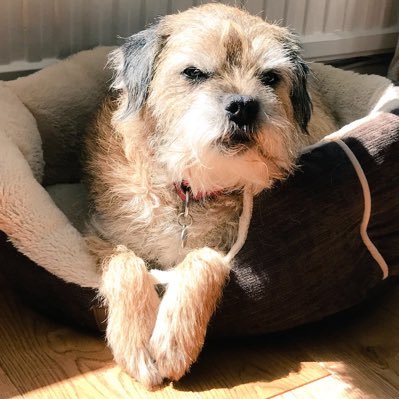 I went OTRB 🌈 on 25.3.19 and I was a much-loved border terrier.