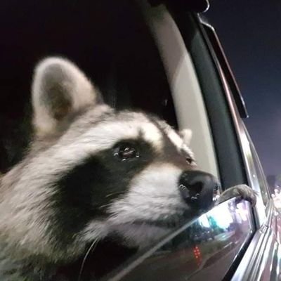 pvlla13's profile picture. 